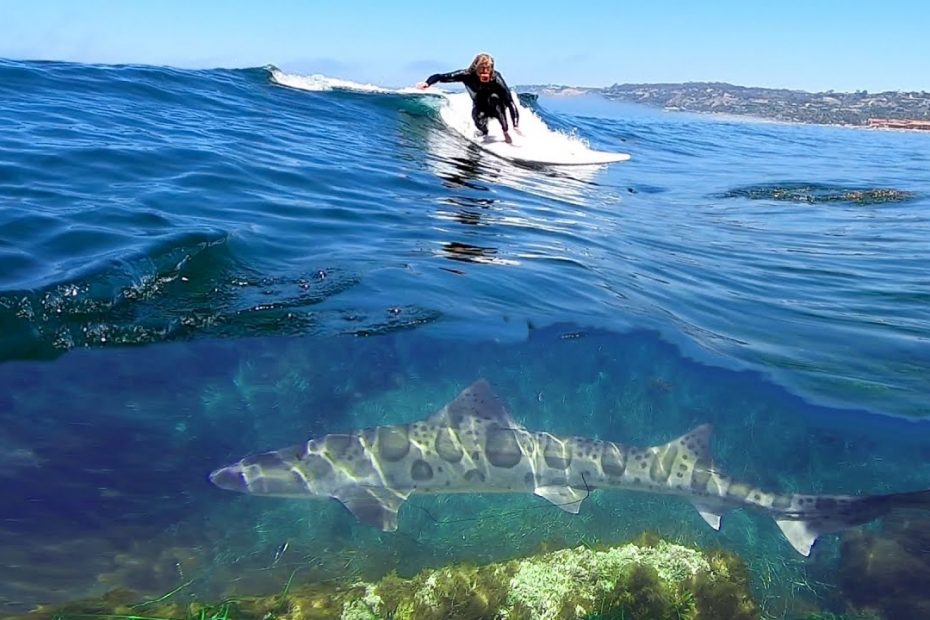 sharks in california