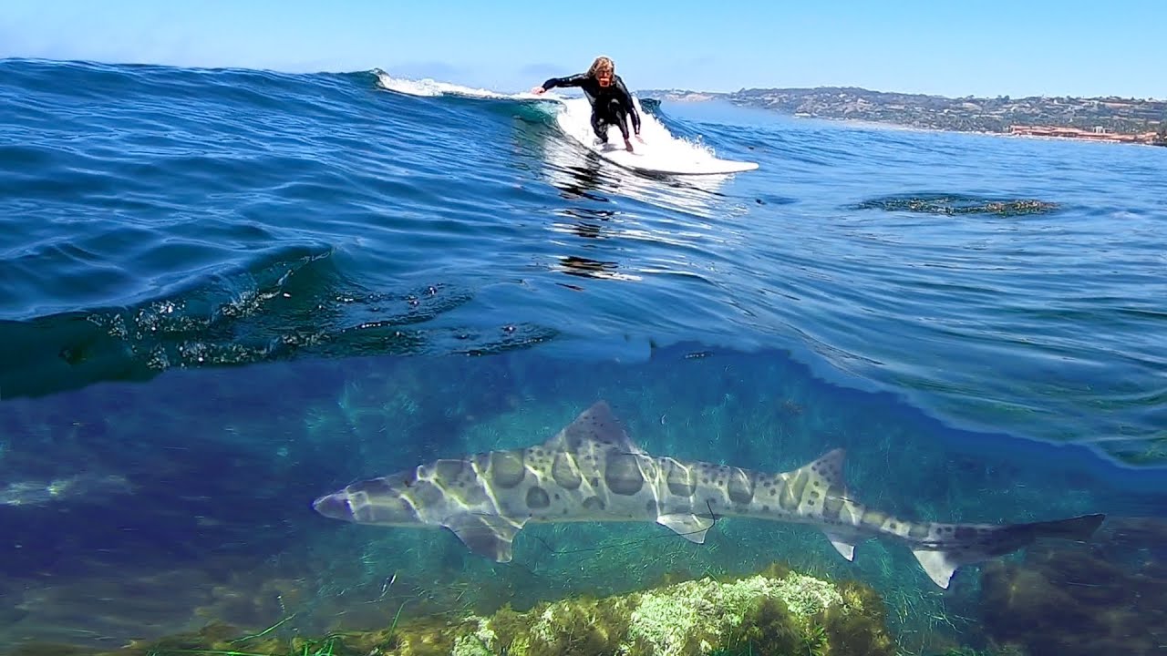 sharks in california