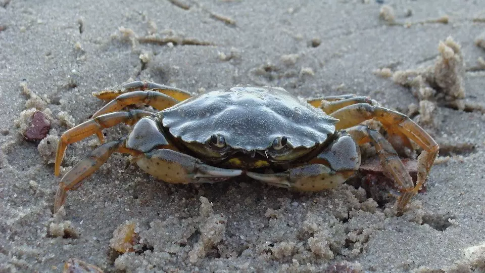 common shore crab ocean acidification sml