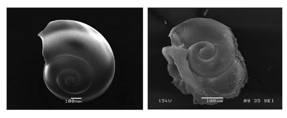 shell disolves in acidic ocean