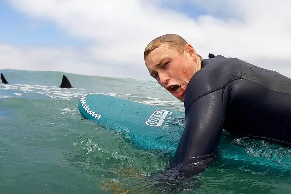 Great White Shark San Diego